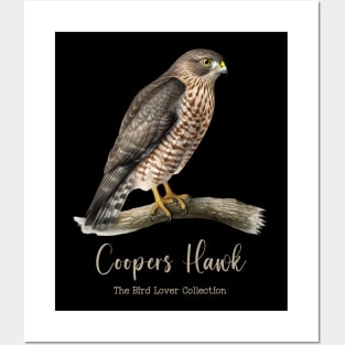 Coopers Hawk - The Bird Lover Collection Posters and Art